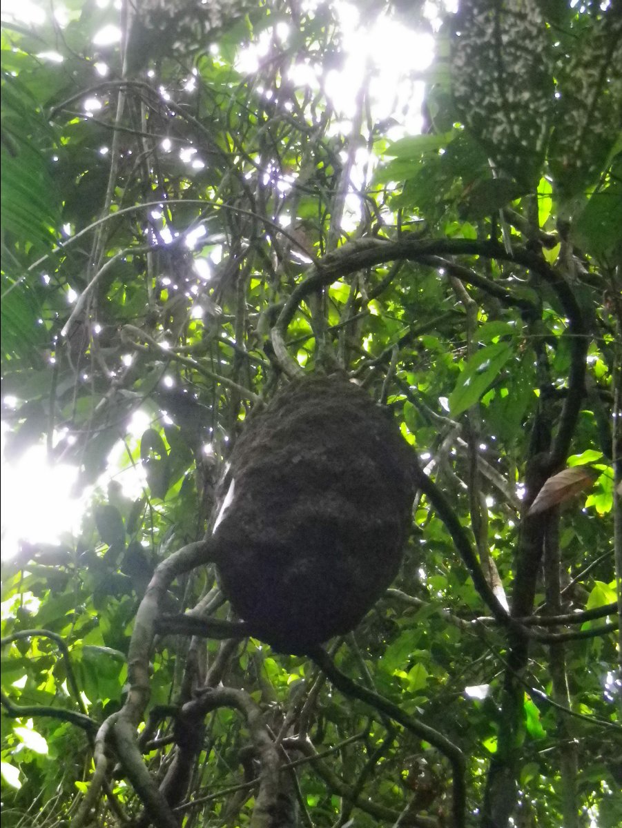 Amazon - Peru14